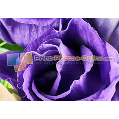 Πίνακες σε φωτογραφία ή σε καμβά με θέμα τα λουλούδια #0009 από το Print-Photos-Online.com!