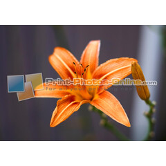 Πίνακες σε φωτογραφία ή σε καμβά με θέμα τα λουλούδια #0020 από το Print-Photos-Online.com!