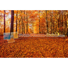 Πίνακες σε φωτογραφία ή σε καμβά με θέμα τo φθινόπωρο #0012 από το Print-Photos-Online.com!