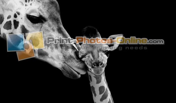 Φωτογραφία σε καμβά με ζώα - Καμηλοπάρδαλη #0001 από το Print-Photos-Online.com