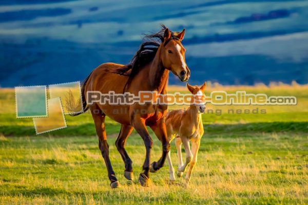 Φωτογραφία σε καμβά με ζώα - Άλογο #0001 από το Print-Photos-Online.com