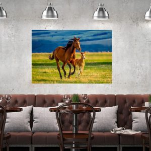 Φωτογραφία σε καμβά με ζώα - Άλογο #0001 από το Print-Photos-Online.com