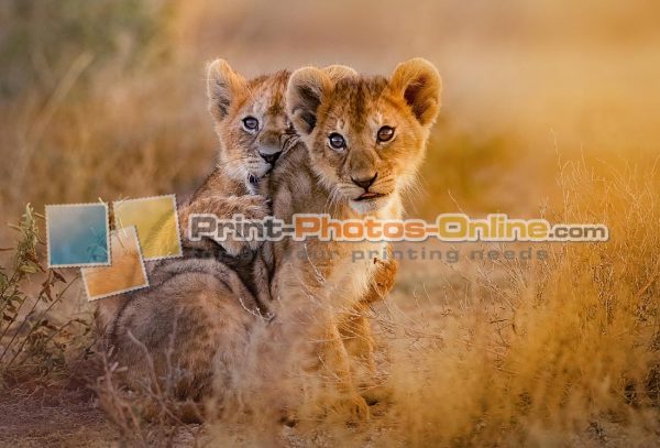 Φωτογραφία σε καμβά με ζώα - Λιοντάρι #0001 από το Print-Photos-Online.com