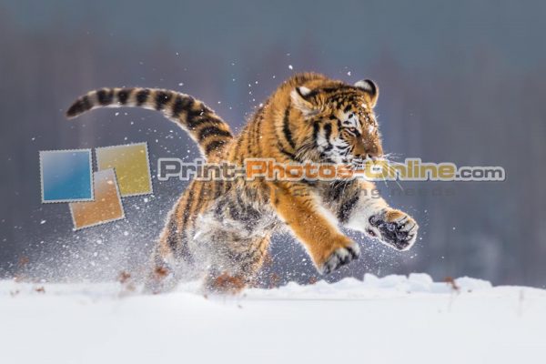 Φωτογραφία σε καμβά με ζώα - Τίγρη #0002 από το Print-Photos-Online.com