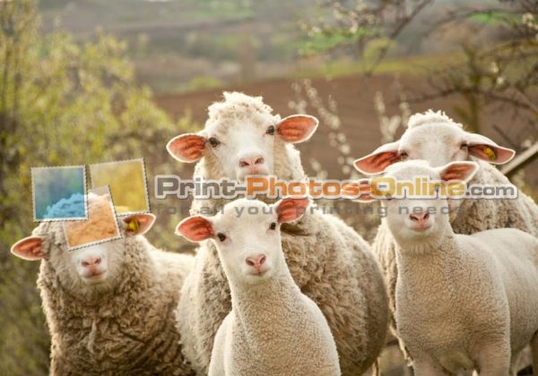 Φωτογραφία σε καμβά με ζώα - Πρόβατο #0001 από το Print-Photos-Online.com