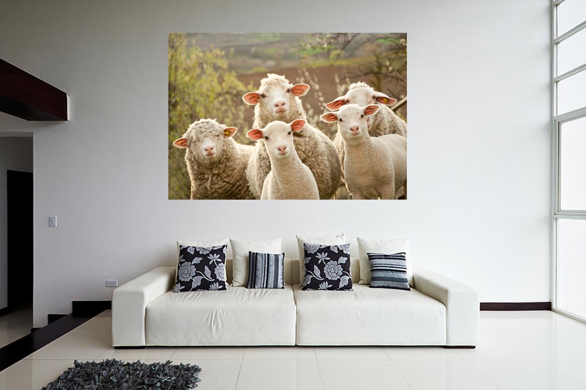 Φωτογραφία σε καμβά με ζώα - Πρόβατο #0001 από το Print-Photos-Online.com