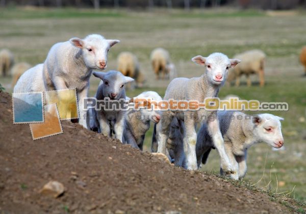 Φωτογραφία σε καμβά με ζώα - Πρόβατο #0002 από το Print-Photos-Online.com