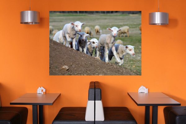 Φωτογραφία σε καμβά με ζώα - Πρόβατο #0002 από το Print-Photos-Online.com