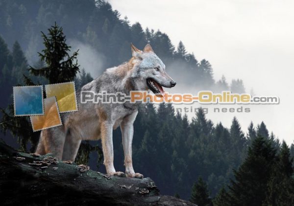 Φωτογραφία σε καμβά με ζώα - Λύκος #0001 από το Print-Photos-Online.com