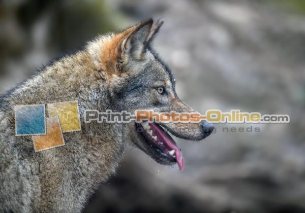 Φωτογραφία σε καμβά με ζώα - Λύκος #0002 από το Print-Photos-Online.com