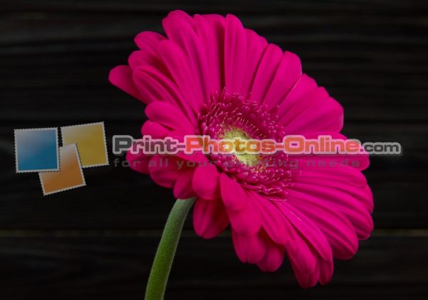 Φωτογραφία σε καμβά με λουλούδια #0002 από το Print-Photos-Online.com