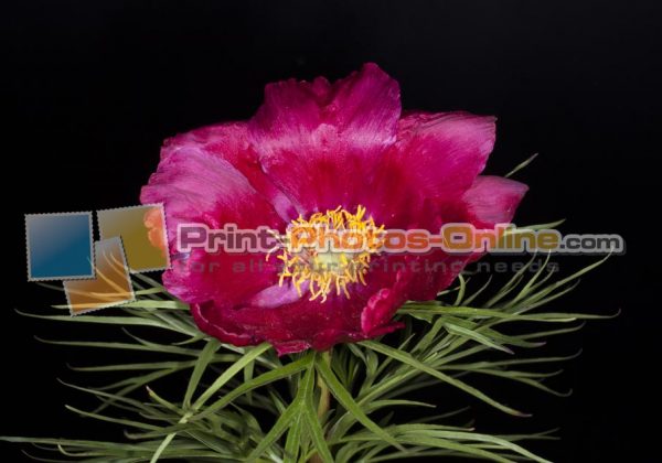 Φωτογραφία σε καμβά με λουλούδια #0003 από το Print-Photos-Online.com