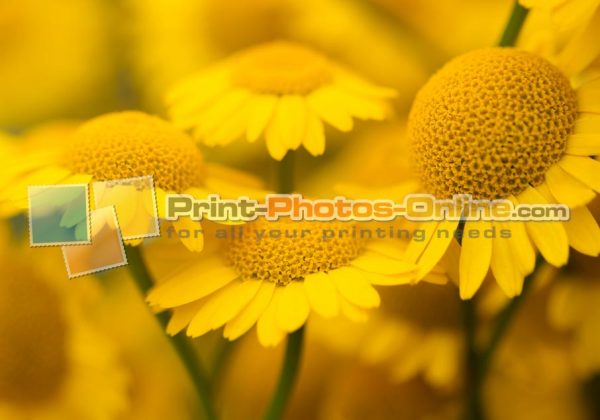 Φωτογραφία σε καμβά με λουλούδια #0005 από το Print-Photos-Online.com