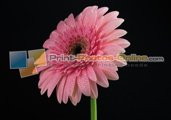 Φωτογραφία σε καμβά με λουλούδια #0006 από το Print-Photos-Online.com