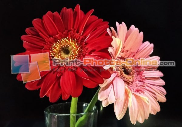 Φωτογραφία σε καμβά με λουλούδια #0010 από το Print-Photos-Online.com