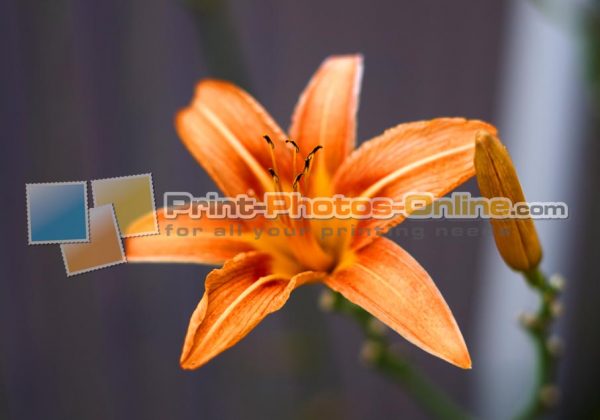 Φωτογραφία σε καμβά με λουλούδια #0020 από το Print-Photos-Online.com